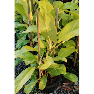 ฟิโลเดนดรอนสีทอง Philodendron CV. Lemon Lime