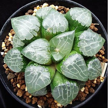 Haworthia cv 'Tuki Kage' (Moon Shadow)