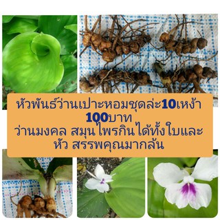 หัวพันธ์เปาะหอม 10เหง้า 100บาท