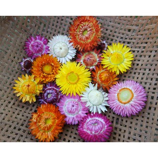 เมล็ด ดอกกระดาษคละสี - Mixed Strawflower