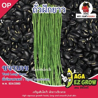 AGA SHOP เมล็ดพันธุ์ถั่วฝักยาวเมล็ดดำ ขจรเดช