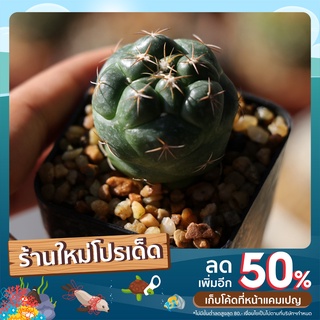 แคคตัสช้าง Coryphantha elephantidens ขนาด 3 cm++