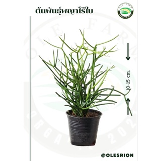 พญาไร้ใบ ชื่อวิทยาศาสตร์: Euphorbia tirucalli