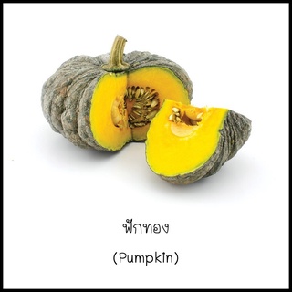 เมล็ดฟักทอง (Pumpkin) 5 เมล็ด [10 แถม 1 คละได้]