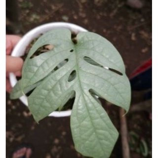 ไม้แรห์หายาก!Epipremnum Zippelianum Blue (wild Form) ไม้สะสม ใบสีบลู ไม้หายาก