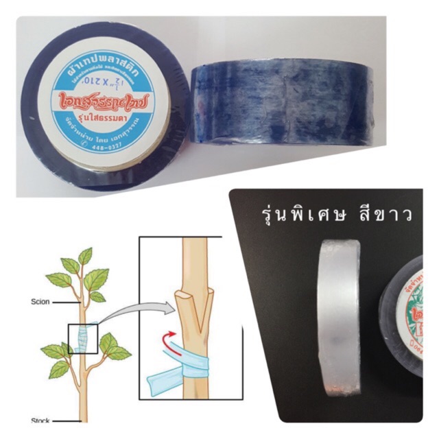 เทปพันกิ่งไม้ ทาบกิ่ง ตราเอกสุวรรณ ขนาด 1/2, 3/4, 1, 1-1/4, 1-1/2 และ 2 นิ้ว (Nursery Grafting Tape 