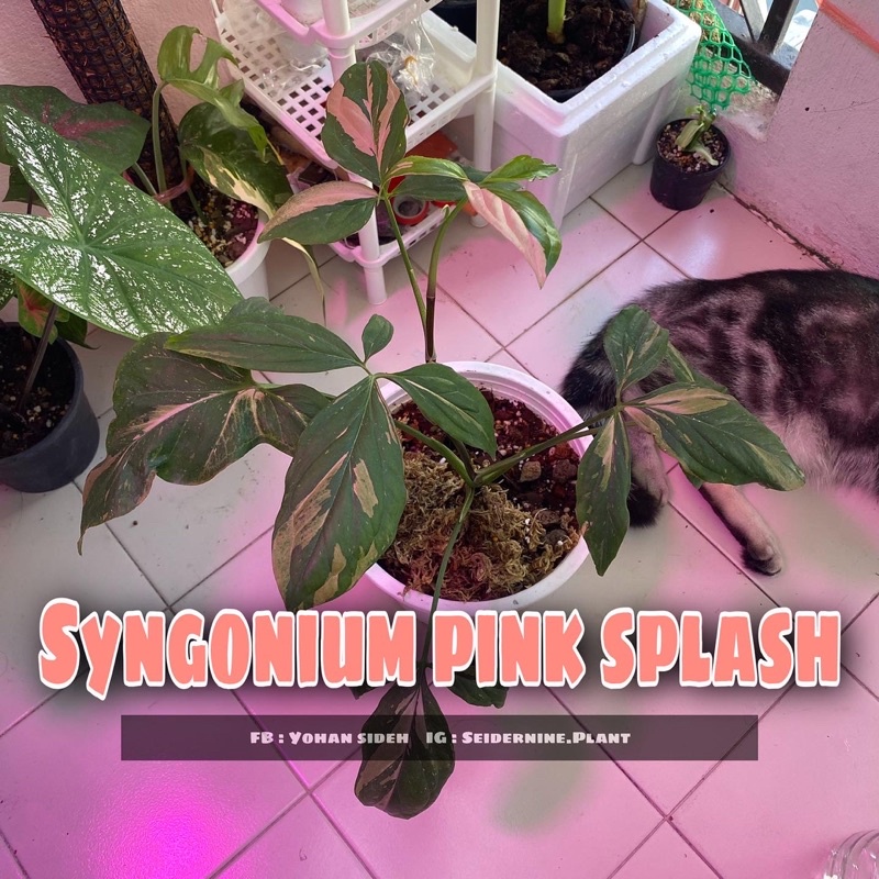 syngonium podophyllum pink splash เงินไหลมาด่างชมพู