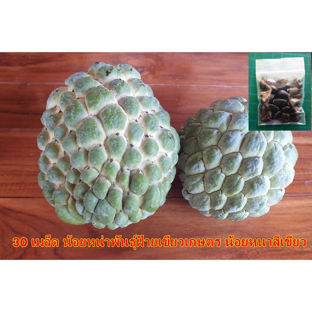 30 เมล็ด น้อยหน่าพันธุ์ฝ้ายเขียวเกษตร น้อยหนาสีเขียว พันธ์ดั้งเดิม บักเขียบ, ลาหนัง บะน้อแน่