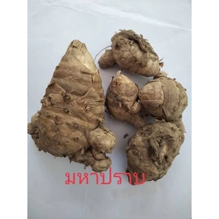 ว่านมหาปราบ1เหง้าใหญ่(M) ปัดเป่าคุ้มภัยคงกระพันชาตรี สมุนไพร ไม้มงคล หัวว่านมหาปราบ