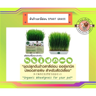 SMART GRASS ชุดปลูกต้นอ่อนข้าวสาลี ออร์แกนิค ปลอดสารพิษสำหรับสัตว์เลี้ยง 350 g