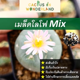 เมล็ดโลโฟ Mix เมล็ดแคคตัส เมล็ดกระบองเพชร