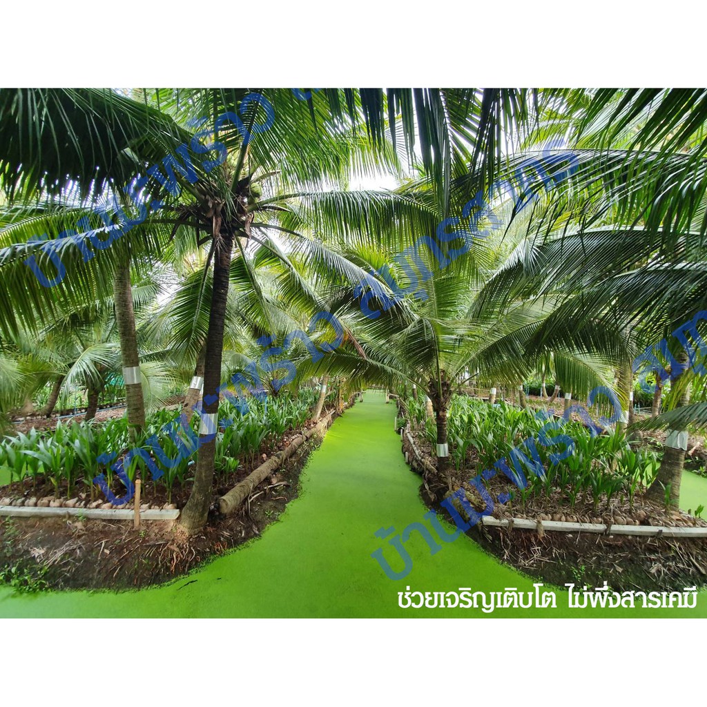 ส่งฟรี! ปุ๋ยมูลไก่อัดเม็ด 9 kg ปุ๋ยอินทรีย์ ปุ๋ยคอก ปุ๋ยขี้ไก่อัดเม็ด สำหรับพืชผักไม้ผล เร่งการเติบโตใบเขียวให้ผลผลิตมาก - รูปที่ 5