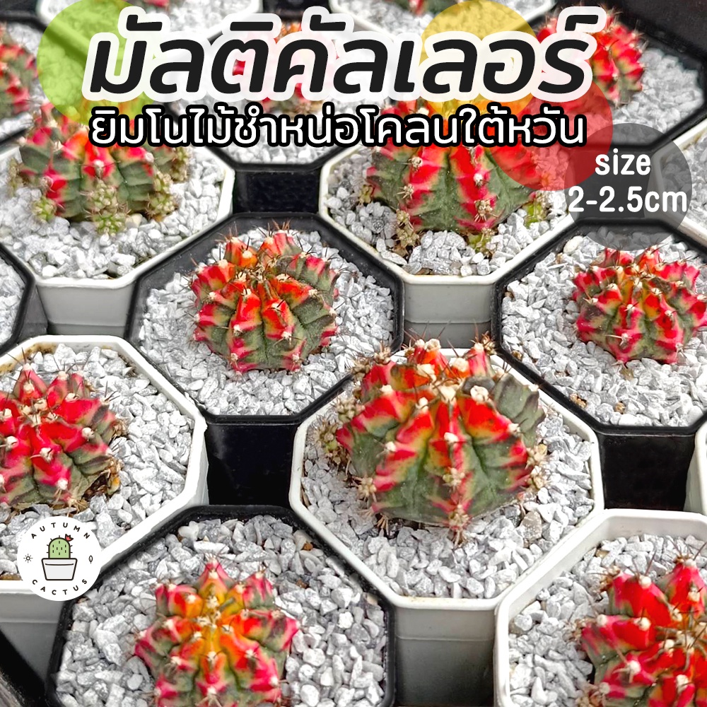🌵🌵 ยิมโนด่าง โคลนมัลติคัลเลอร์ใต้หวัน ไม้ชำหน่อ ขนาด 2-2.5 cm. รากเดินดีแล้ว ( จัดส่งแบบถอดราก )🔴🟢