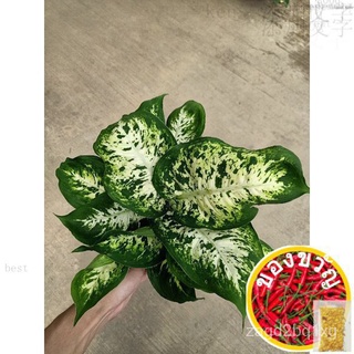 [Paling Horticulture Sdn Bhd] Dieffenbachia Laguna เอเวอร์กรีน | Real Live Plant | Pokok Hiasan Hidup上衣/裙子/园艺/文胸/芹菜/头饰/香