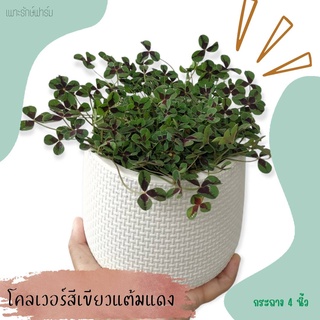 ต้นโคลเวอร์ (Clover) กระถาง 5.5 นิ้ว #ใบสำหรับตกแต่งอาหาร #เพาะรักษ์