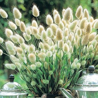 เมล็ดพันธุ์ ดอกหญ้าหางกระต่าย (Bunny Tails Grass ) บรรจุ 10 เมล็ด