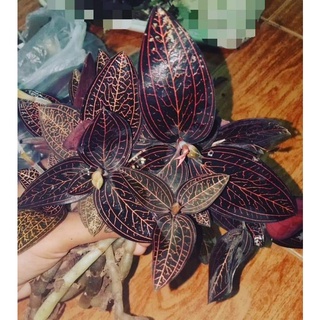 ว่านน้ำทอง อัญมณีกล้วยไม้ดิน 💎 ไม้มงคล ไม้ป่าหายาก ไม้สวยงาม ไม้ฟอกอากาศ 🌱