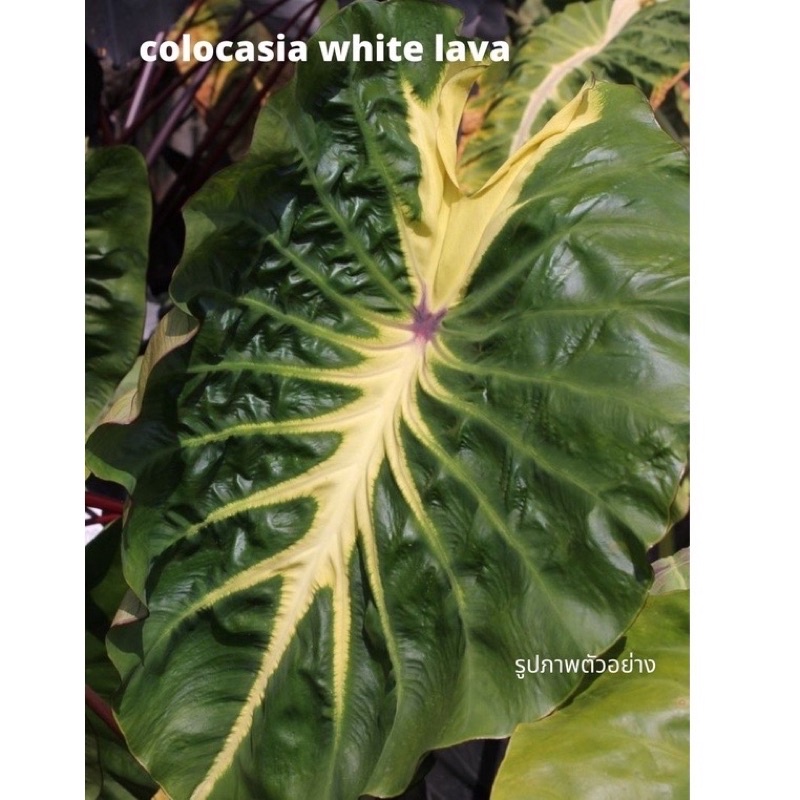 colocasia white lava