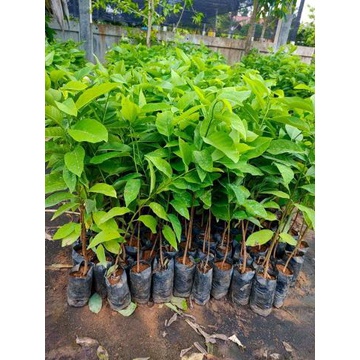 ต้นน้อยหน่าหนังเขียวเกษตร(ชุด5ต้น)เพาะเมล็ด ลูกใหญ่ ผลดก