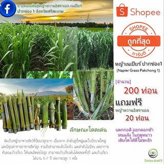 หญ้าเนเปียร์ปากช่อง 1 ท่อนพันธุ์ จำนวน 200 ท่อน (แถมฟรีท่อนพันธุ์ หญ้าหวานอิสราแอล 20 ท่อน )