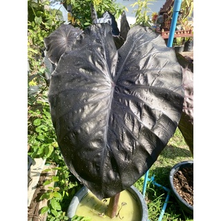 colocasia บอนดำไดม่อนเฮด Colocasia diamonds hend