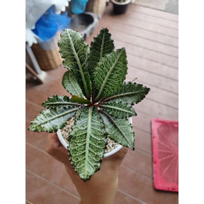 ฟรองซัวร์ (Euphorbia Francoisii