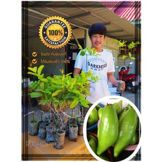 2ต้น**ต้นมะดัน ต้นพันธุ์เสียบยอดสูง 40-50 ซม. ปลูกง่าย 1-2 ปีติดผล พร้อมจัดส่ง ผลมีสรรพคุณเยอะ