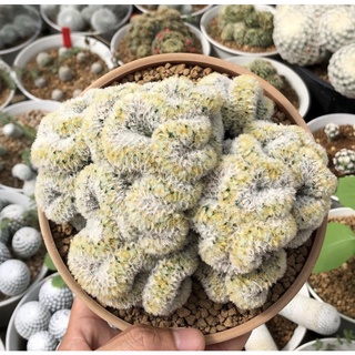 💛💛💛คริสเลื้อยแน่นและกอใหญ่มากก🌼🌼Mammillaria  Carmenae Cristata