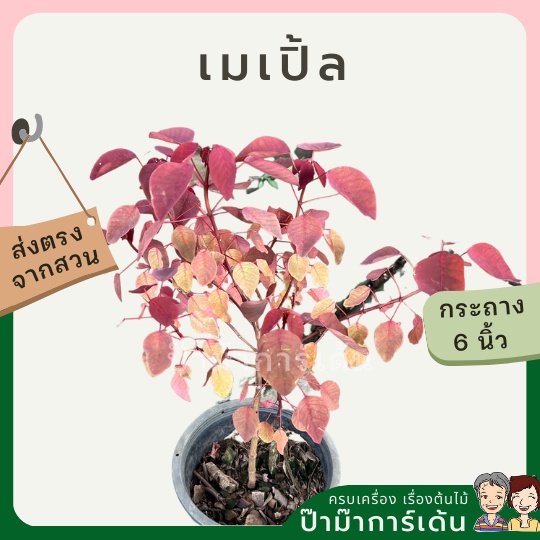 เมเปิ้ล ญี่ปุ่น ใบไม้แดง Acer japonicum 'Vitifolium' (Full Moon Maple)
