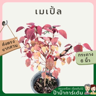 เมเปิ้ล ญี่ปุ่น ใบไม้แดง Acer japonicum Vitifolium (Full Moon Maple)