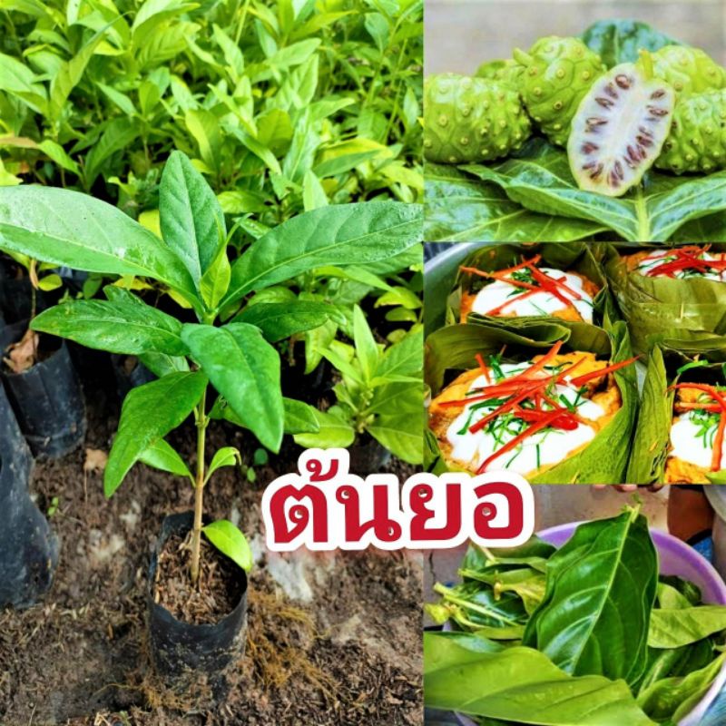 ต้นยอ ลูกยอ ขนาด 20-30 ซม ผักพื้นบ้าน พืชสมุนไพร มีบริการเคลมฟรี!!