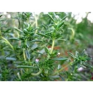 เมล็ดพันธุ์  ซัมเมอร์ เซเวอรี่ ( Summer Savory Seed ) บรรจุ 80 เมล็ด