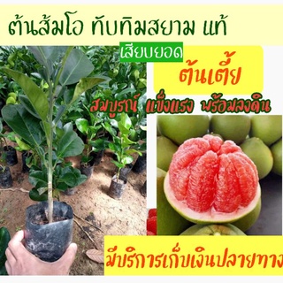 ต้นส้มโอทับทิมสยาม เสียบยอด พันธุ์ส้มโอทับทิมสยามแท้ เสียบยอด สายพันธุ์แท้