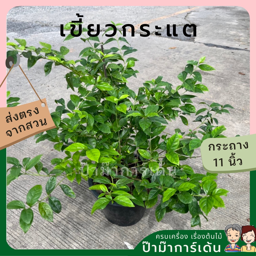 เขี้ยวกระแต กระถาง 11 นิ้ว เป็นไม้แดด