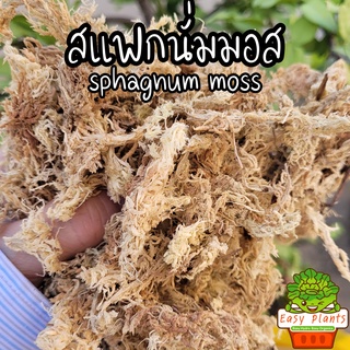 สแฟกนั่มมอส SpagnumMoss มอสสำหรับเพาะกล้า 100 กรัม spagmoss สดตากแห้ง แบ่งขาย