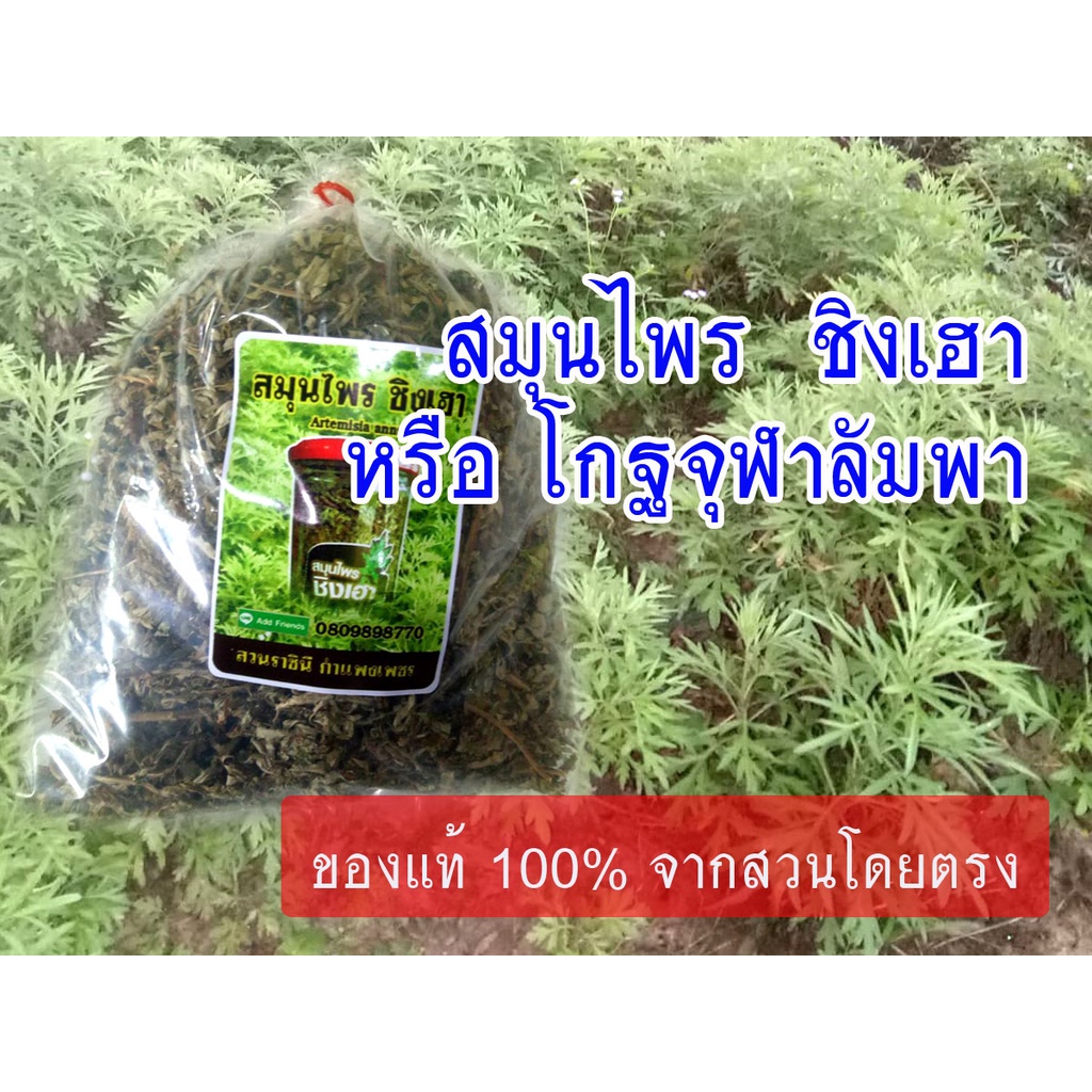 (100กรัม) โกฐจุฬาลัมพา หรือ ชิงเฮา ของแท้จากสวนหรือคนปลูกเป็นอาชีพโดยตรง (ระวังมีคนเอาโกฐจุฬาธรรมดามาหลอกขาย)