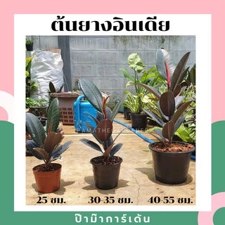 ยางอินเดียดำ ต้นใหญ่ ในกระถางพร้อมตั้ง