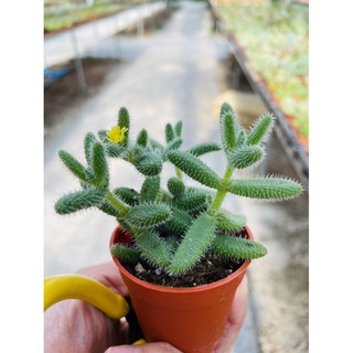 🌵 ต้น Delosperma Echinatum