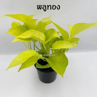 [5 ต้น ลด 5%] พลู 10 ชนิด 🌱 กระถาง 3-4 นิ้ว พลูบราซิล พลูฉลุ พลูด่าง พลูทอง พลูงาช้าง พลูหินอ่อน พลูสนิม