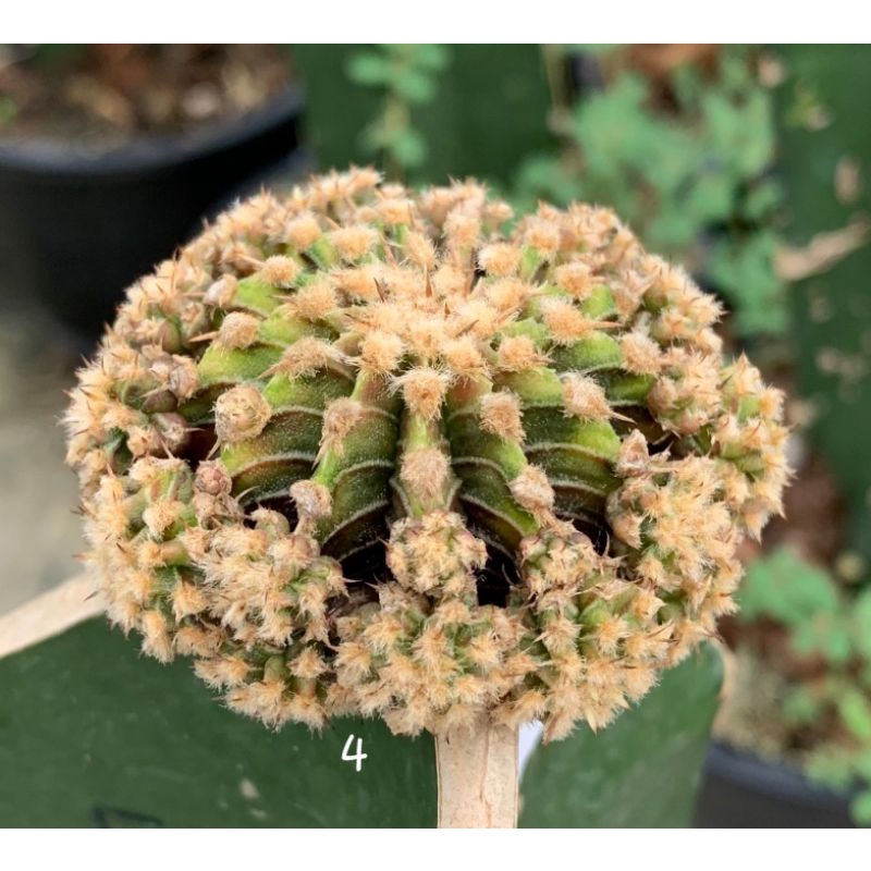 LB2178 แท้ด่าง 13 พู