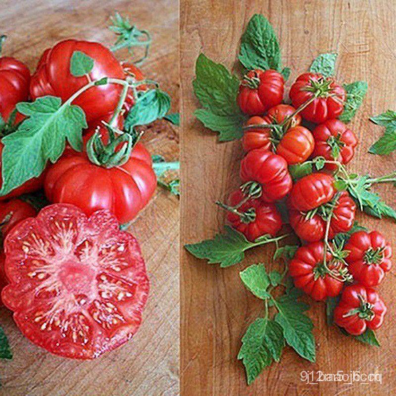 เมล็ดพันธุ์ seeds เมล็ด มะเขือเทศ คอสโตลูโต (Costoluto Genovese Tomato Seed) บรรจุ 5 เมล็ด คุณภาพดี ของแท้ 100%สลัดผักบุ