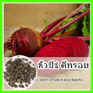 พร้อมส่ง ❗ รหัส 112 เมล็ดพันธุ์ OP แท้   หัวบีช ดีทรอย - Detroit Dark Red Beets ทรงกลม เนื้อสีแดงเข้ม รสหวาน ปลูกง่าย