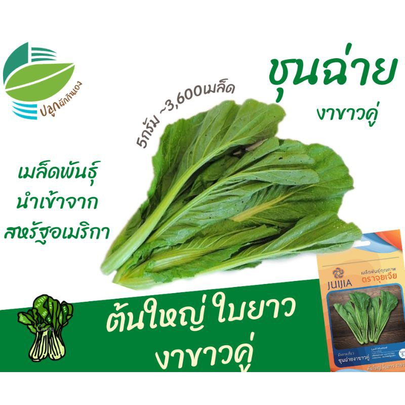 ผักกาดเขียวชุนฉ่าย (Leaf Mustrad)​