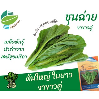 ผักกาดเขียวชุนฉ่าย (Leaf Mustrad)​