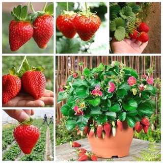 มล็ดพันธุ์ สตอเบอรี่ยักษ์ พืชสวนบอนไซ ปลูกได้ในกระถาง แพ็กล่ะ 1000 เมล็ด Strawberry Seeds Rare Bonsai Giant Climb Fruit