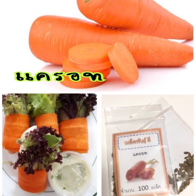 เมล็ดพันธุ์ แครอท 500 เมล็ด ราคาถูก ปลูกง่าย ปลูกไว้ทานกินเอง ซื้อ10แถม1 คละได้