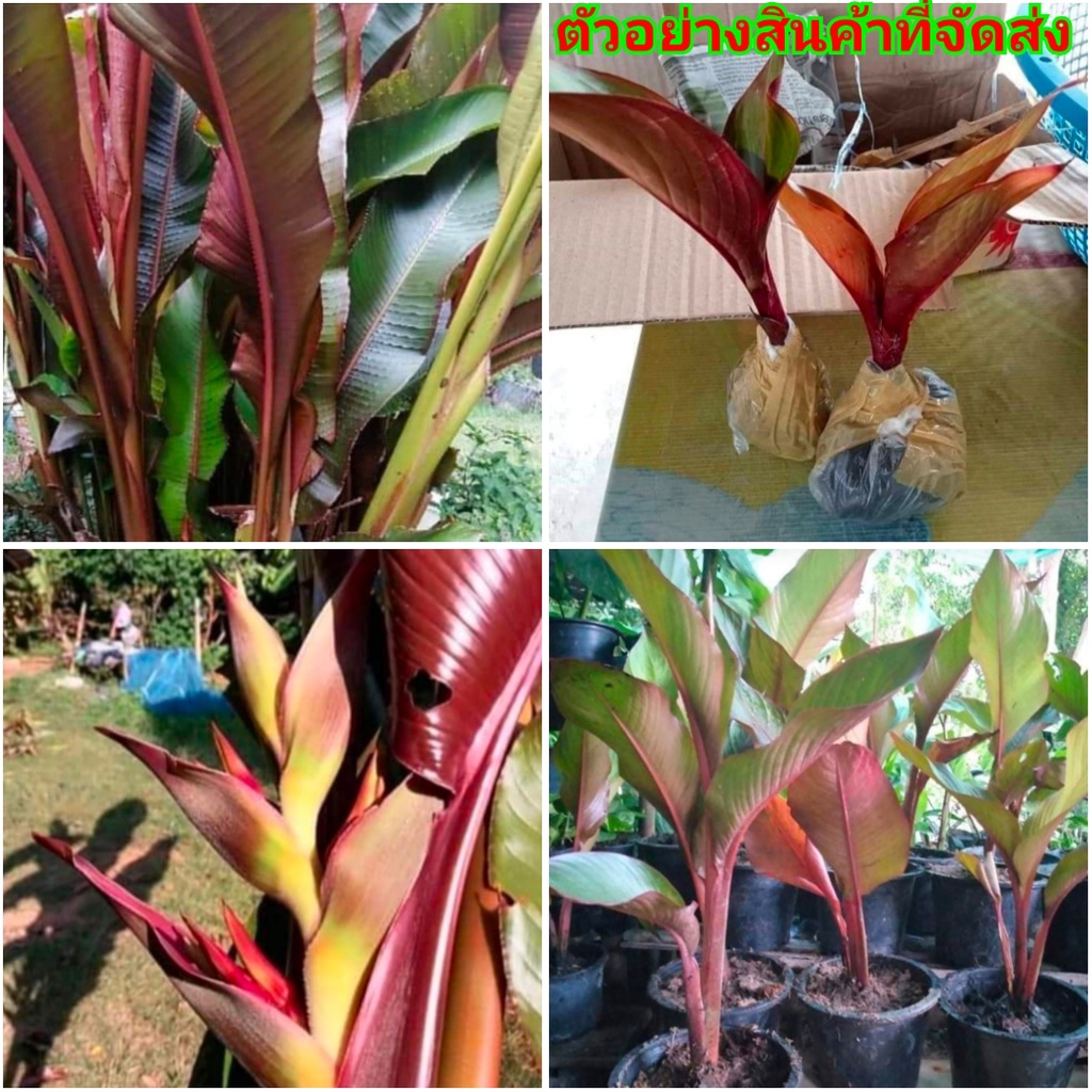 (1ต้น)(ขาย ต้นพันธุ์) ต้น กล้วยแดงประดับ ต้นกล้วยแดงประดับ ต้นกล้วยแดง ประดับ กล้วยประดับ สี แดง ต้น