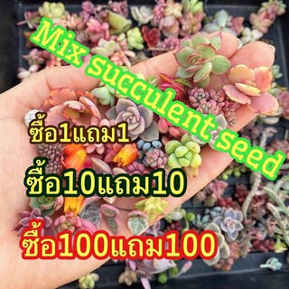 🌟ซื้อ1แถม1 🌟Mix succulent seed