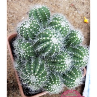 Cactus มะเฟือง 1 หน่อ (โตไปจะเป็นกอสวย ใหญ่) ส่งต้นพร้อมกระถาง