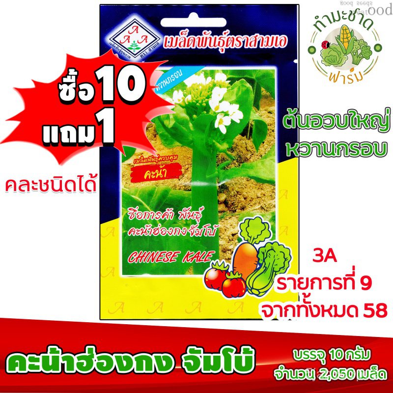 เมล็ดอวบอ้วน100%[10แถม1] 3A เมล็ดพันธุ์ คะน้าฮ่องกง จัมโบ้ 2,060 เมล็ด ต้นอวบ ใหญ่ หวานกรอบ เมล็ดพัน